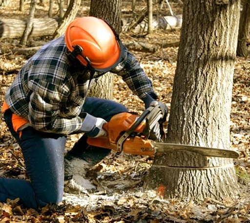 Tree Removal in Lemon Cove, CA